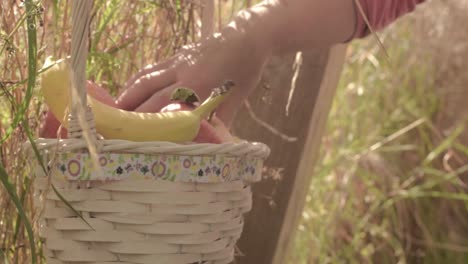 hand choosing healthy option of fresh red and yellow apples and bananas from basket in rural scene