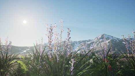 campo de lavanda con cielo azul y cubierta de montaña con nieve