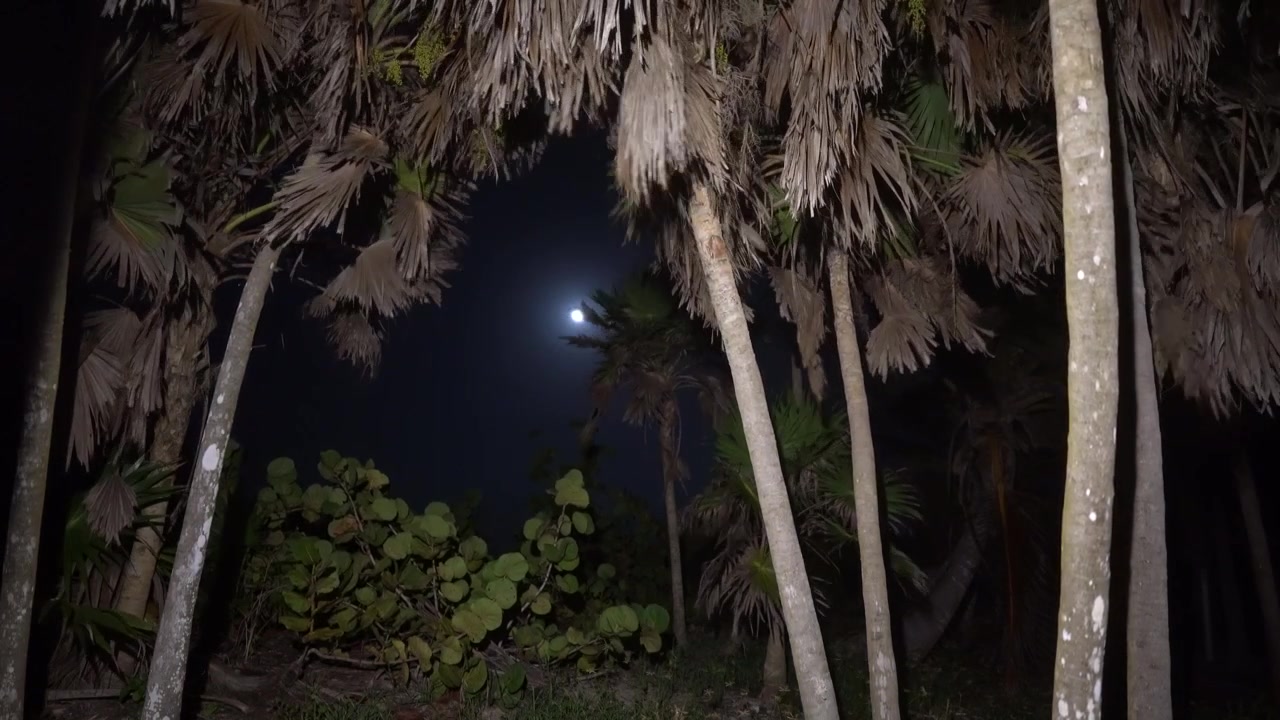 Luz da lua filtra-se através de palmeiras tropicais em uma floresta densa, criando uma atmosfera misteriosa.