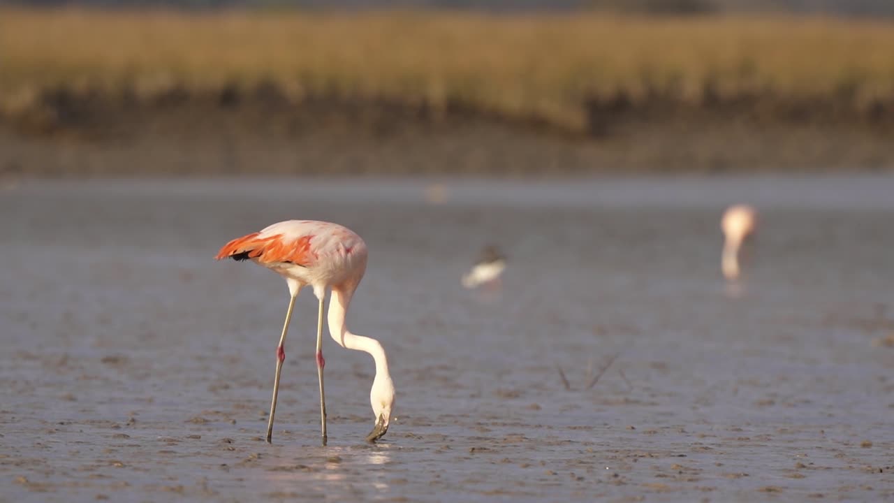Chilean flamingo walks on muddy beach with beak in sand, close view