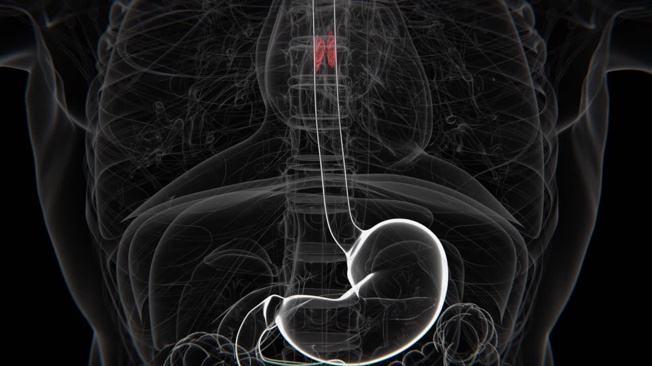 Esophageal Cancer in Vertical HQ Video | Esophageal Cancer Indication X-Ray HD Video