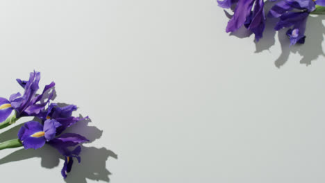 video of purple iris flowers with copy space on white background