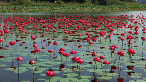 vibrant pink water lilies blooming in a pond