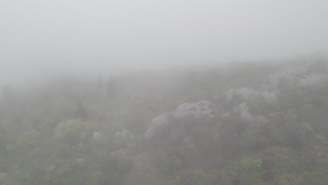 captures the enchanting ambiance of a dense foggy forest and grassland nestled within the serene mountains