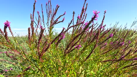 las abejas polinizan vibrantes flores sueltas en francia
