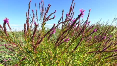 bee pollinating vibrant loosestrife flowers in france