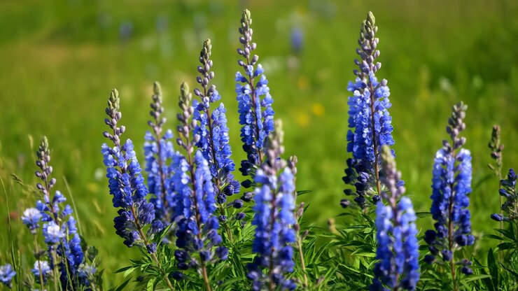 Fiori di lupino blu in un prato bagnato dalla calda luce del sole, alte spighe di petali vibranti contro uno sfondo verde sfocato