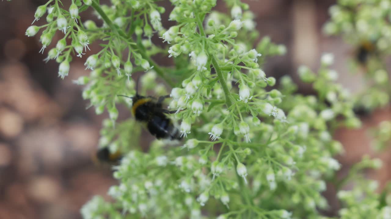 el primer plano de los abejorros recoge el polen de las flores de heuchera en el jardín.