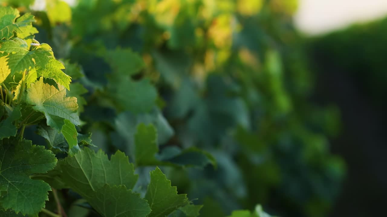 Detailed view of vibrant grape leaves basking in warm sunlight, showcasing natural beauty and lush greenery.