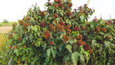 Achiote-Ist-Ein-Großer-Strauch-Oder-Kleiner-Baum,-Der-Stachelige-Rote-Früchte-Produziert,-Die-Im-Volksmund-„urucum“,-„colorau“-Genannt-Werden