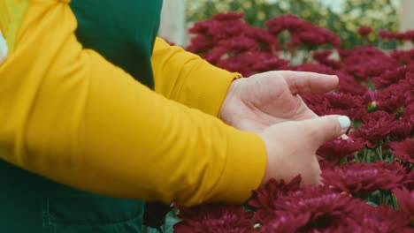 florista en uniforme verde y amarillo tocando unas flores rojas en un invernadero