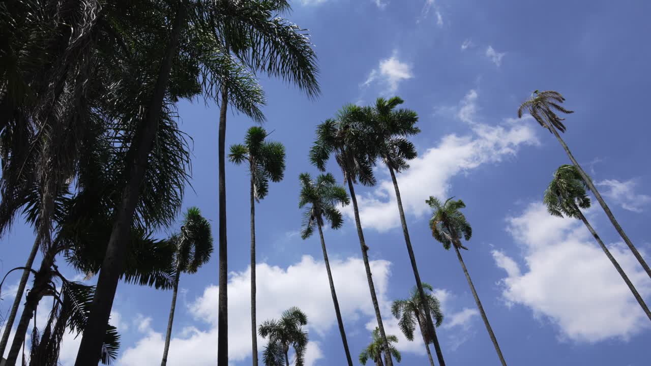 Tall palm tree foliage gentle ocean breeze, blue sky patchy clouds nature