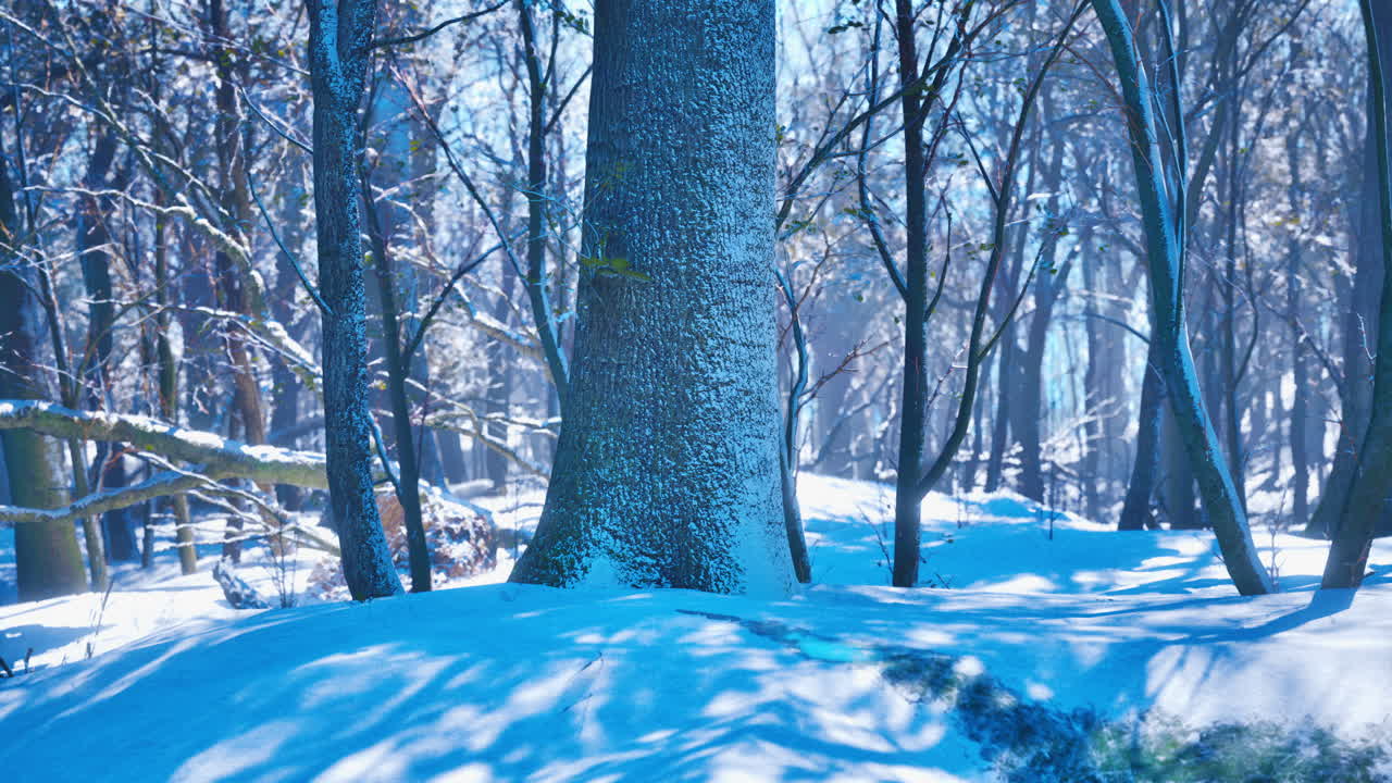소나무 숲의 겨울 풍경 태양은 나무를 통해 빛납니다