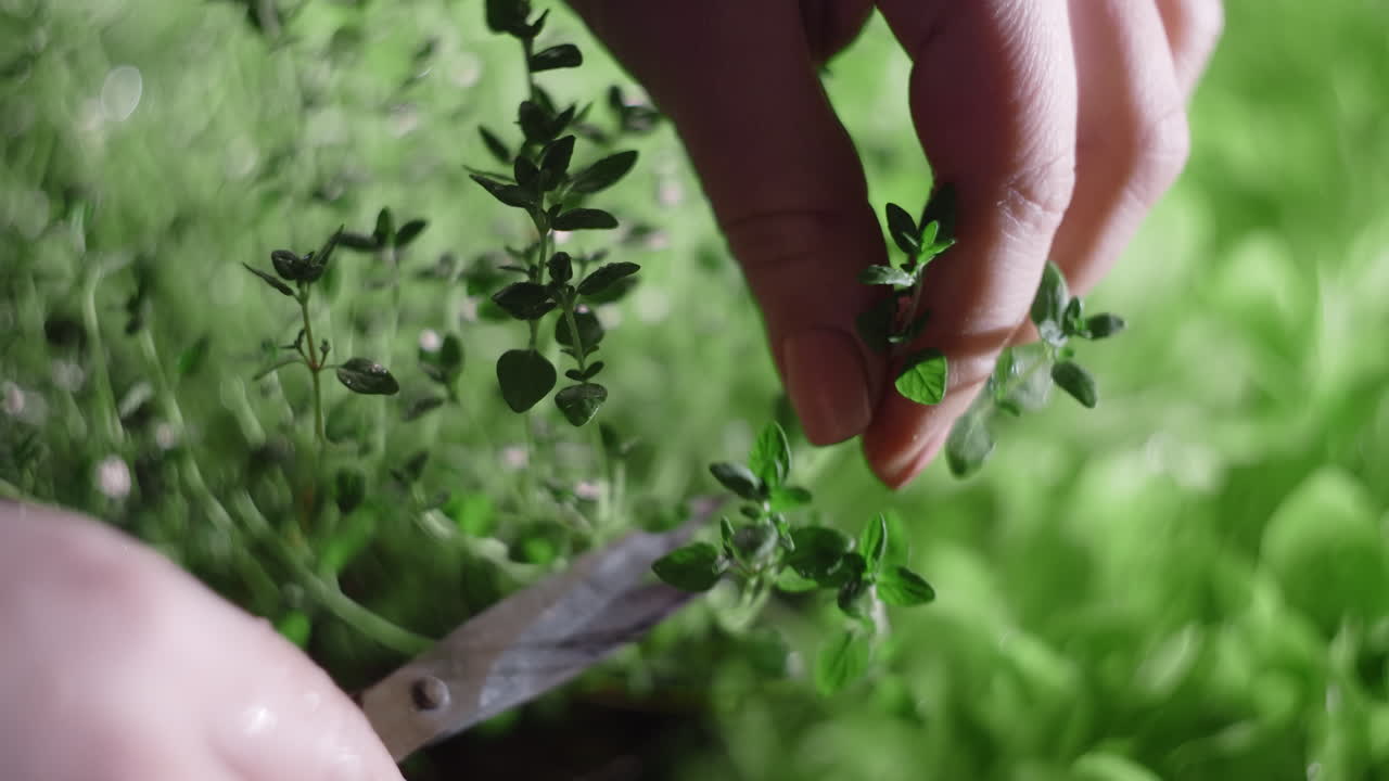 Picking Thyme