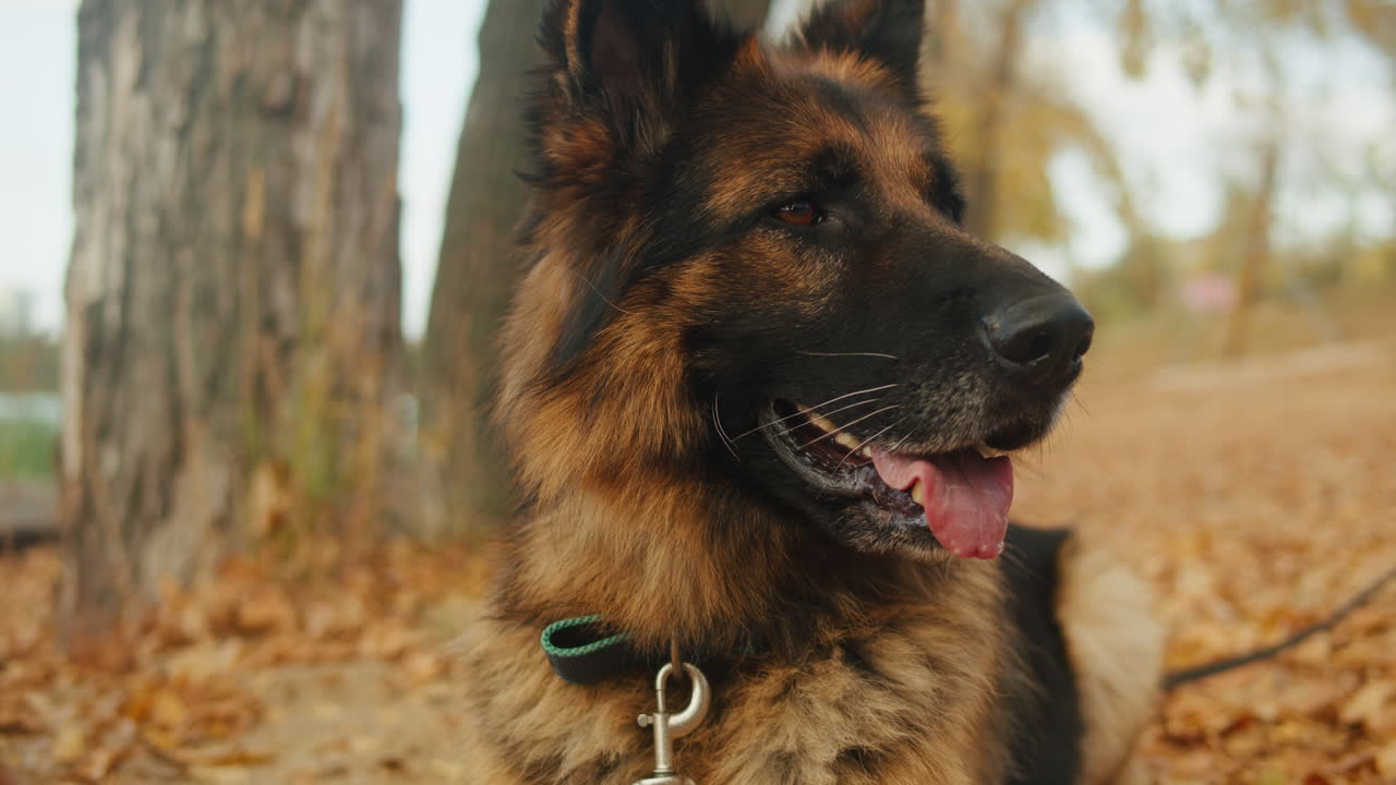 German Shepherd in Autumn Park