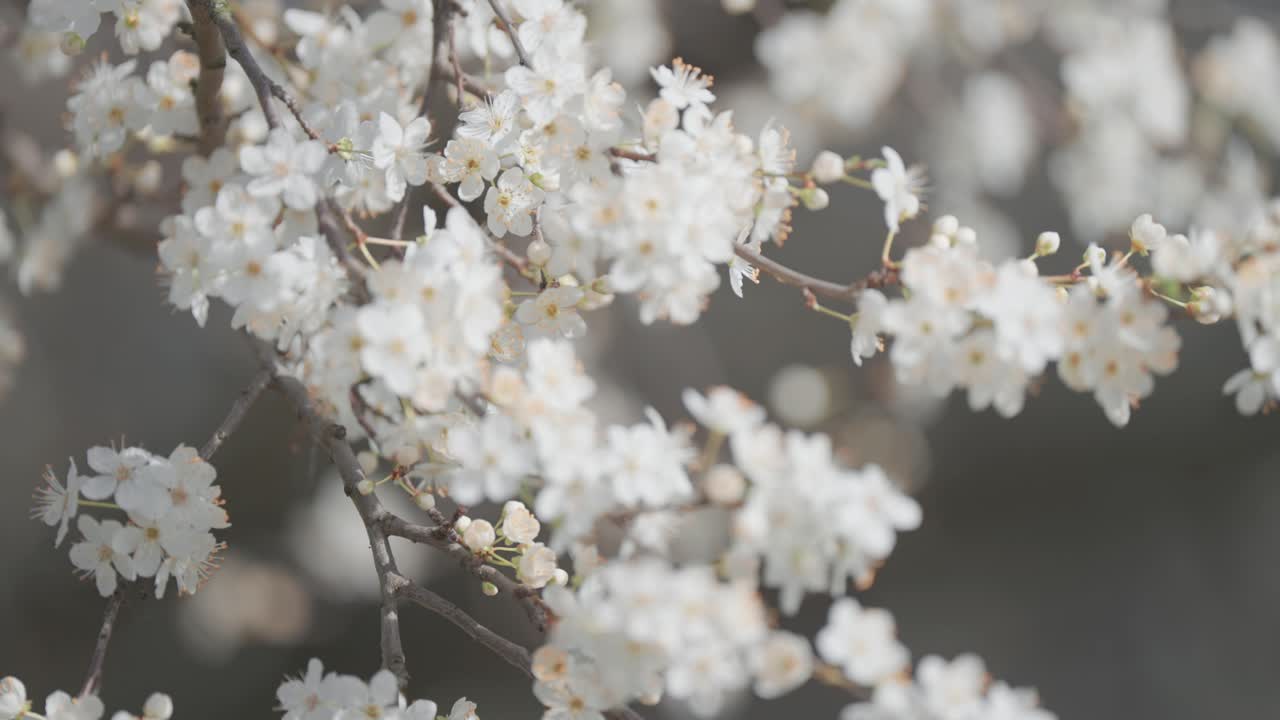 una vista de cerca de las delicadas flores de cerezo, enfatizando sus suaves pétalos rosados y su intrincada belleza natural