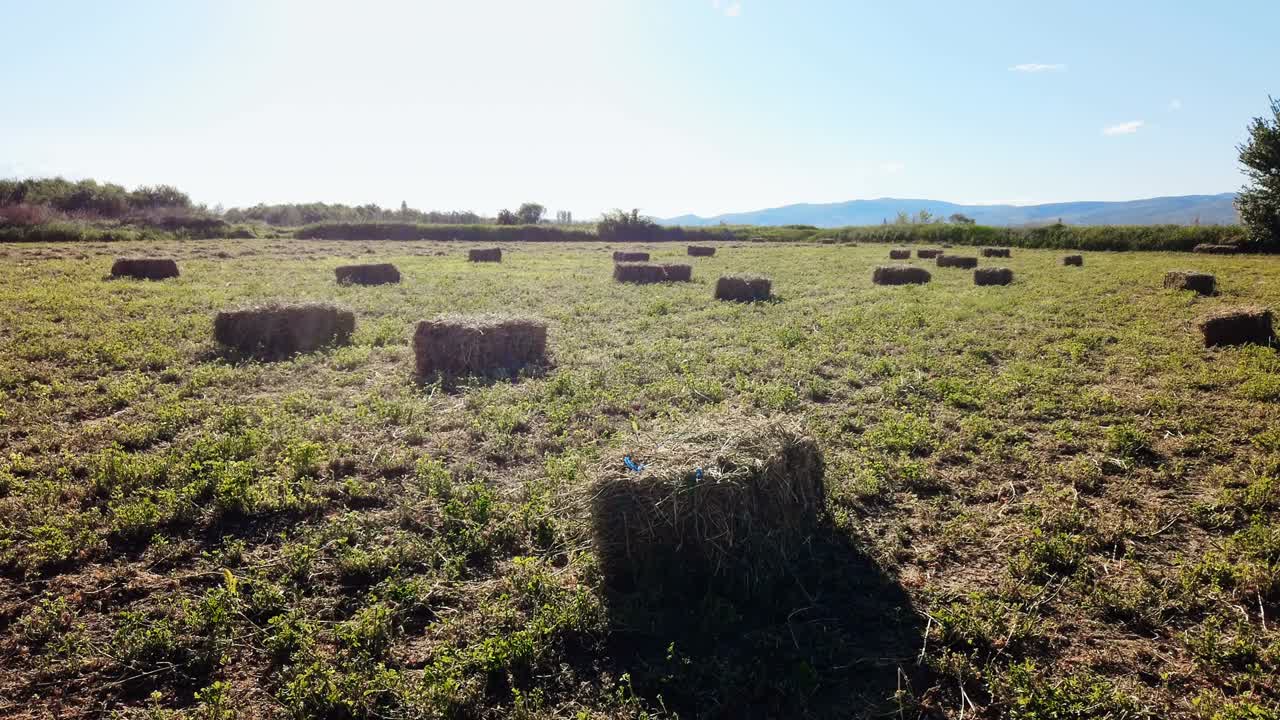 pajares de paja dejados después de la cosecha de trigo en el prado. naturaleza rural en la tierra de la granja