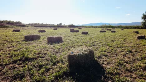 pajares de paja dejados después de la cosecha de trigo en el prado. naturaleza rural en la tierra de la granja