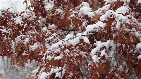 flocked tree leaves covered in snow as the snow falls on a winter day