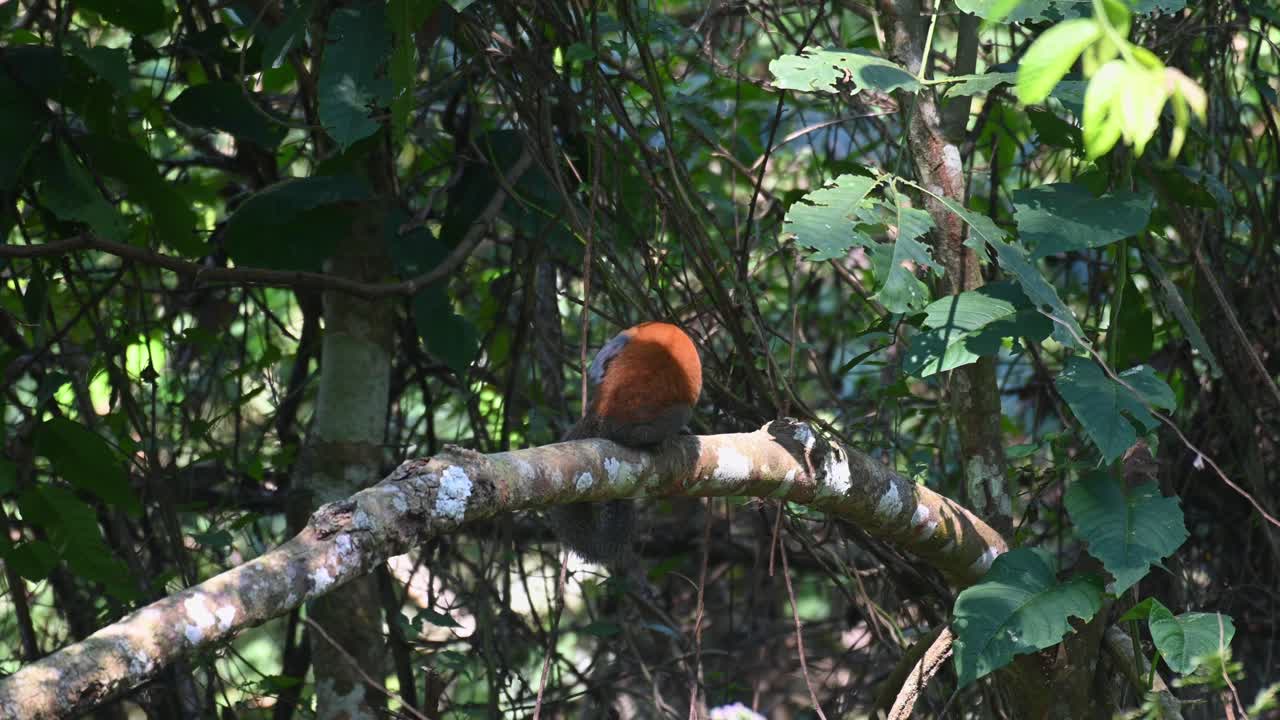 바람이 부는 날에 나뭇가지에서 쉬고 있는 모습이 왼쪽으로 돌아 꼬리와 팔다리를 긁고 다듬고, 회색배 다람쥐 callosciurus caniceps, 카오야이 국립공원, 태국