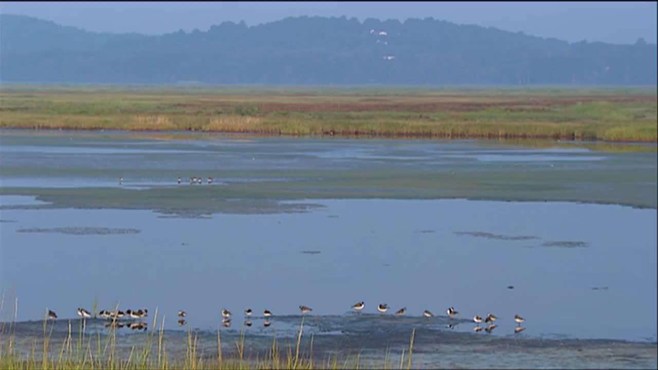 해변에 모이는 작은 물떼새 1