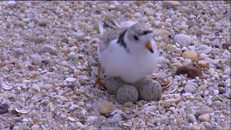 Kleine-Regenpfeifervögel-Versammeln-Sich-An-Einem-Strand-1