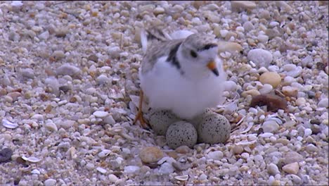 pequeños pájaros chorlitos se reúnen en una playa 1