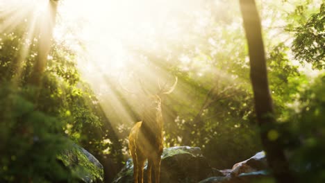 red deer stag in forest