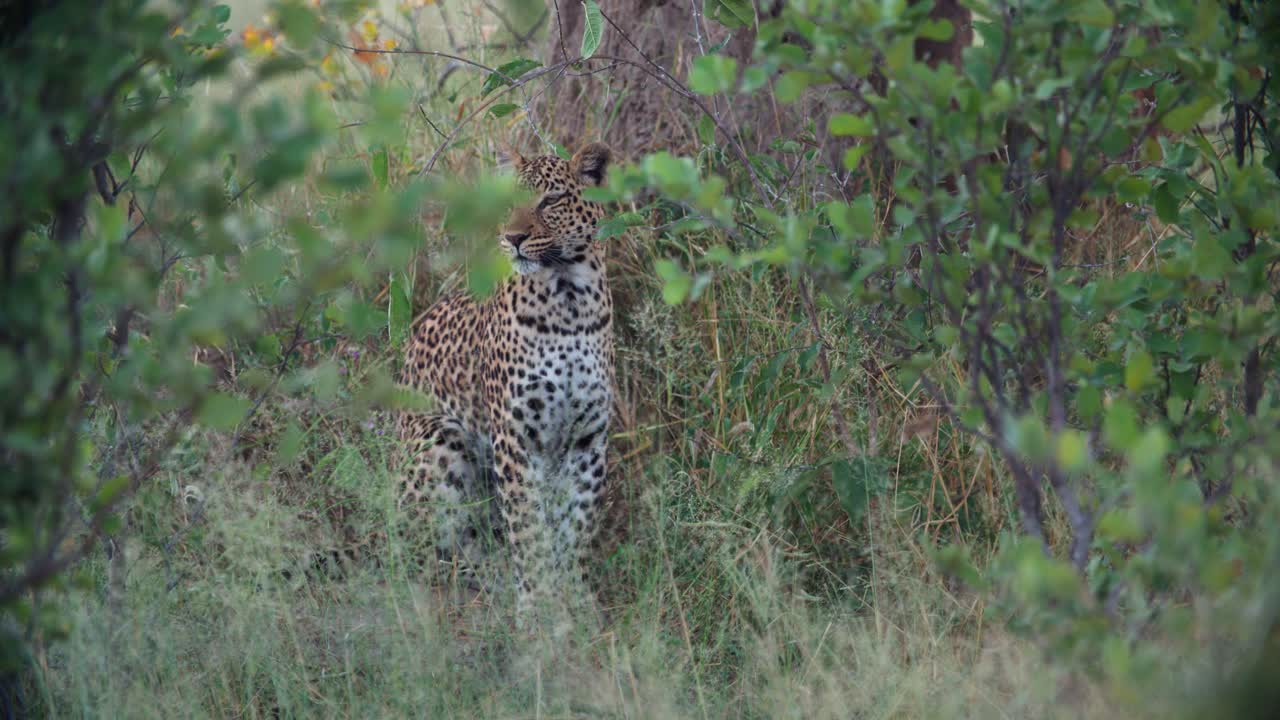 un joven leopardo sentado junto a un árbol