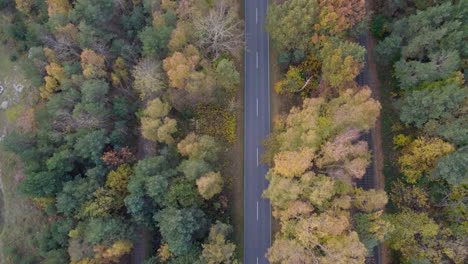 top down drone view of road through autumn forest