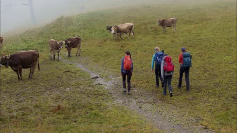 Menschen-Gehen-Auf-Einer-Wiese-Auf-Eine-Kuhherde-Zu