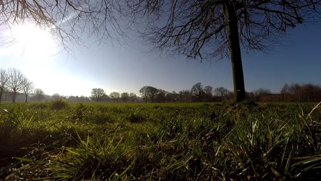 Narzissen-Im-Hellen-Sonnenlicht-Und-Im-Wind-Wehen