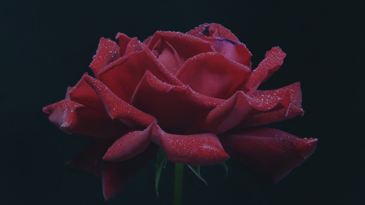 Una rosa rossa bagnata illuminata da una luce rossa con gocce d'acqua ruota nell'oscurità. Filmato in loop a 60p