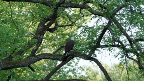 독수리, 통하고 있는, 나무 가지, 청소, 그것의, 날개, wissahickon 크릭, 펜실베니아