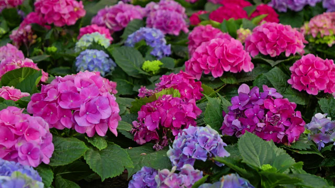 cerca de hermosas flores de hortensia que florecen en azul y rosa