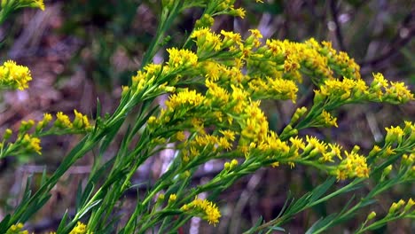 flores de vara de oro en el sol de verano y brisa fuerte