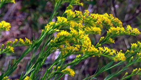 goldenrod flowers in summer sun and stiff breeze