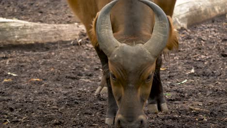 an aggressive forest buffalo slowly walks towards the camera in slow-motion