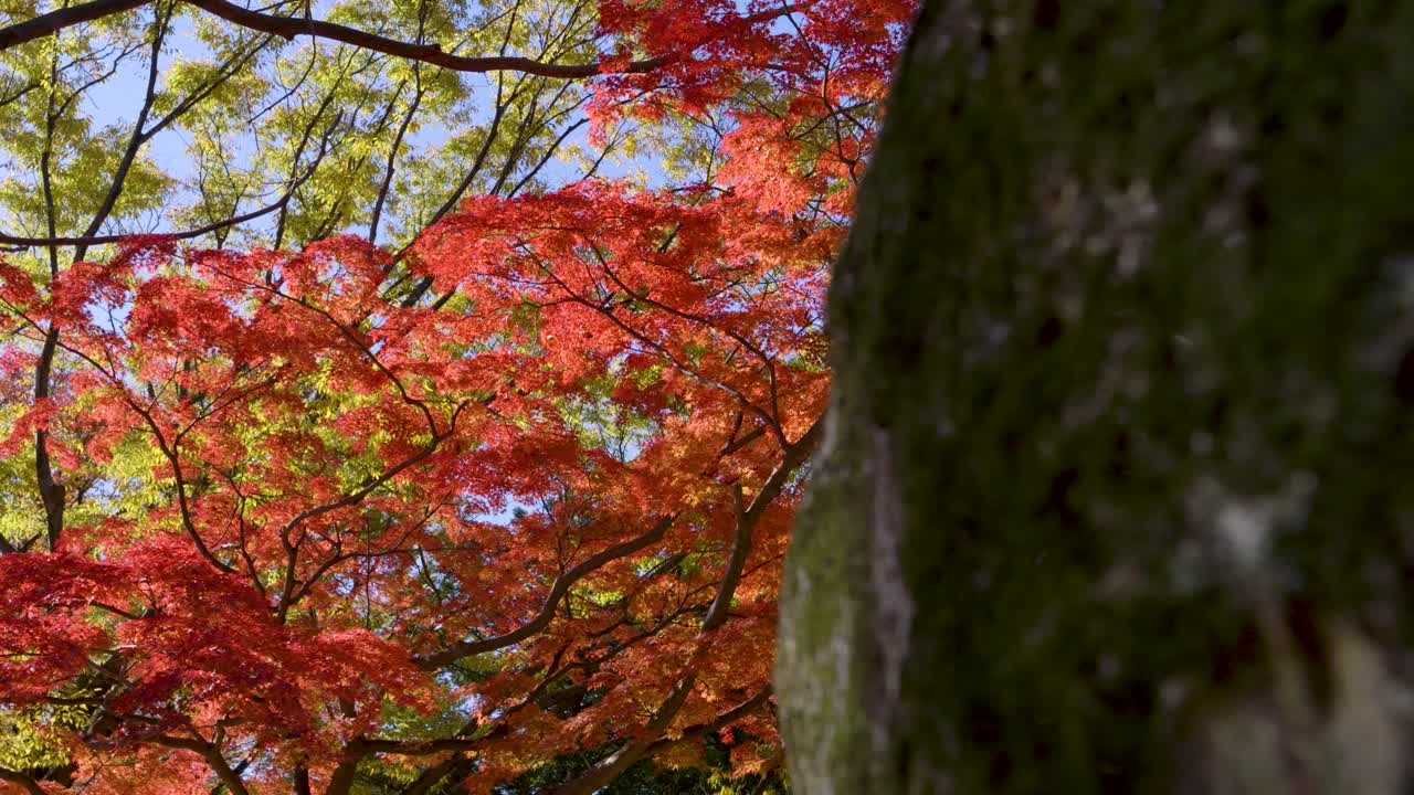 아름다운 은 메이플 잎 나무 위에서 느린 동작의 영화가 드러납니다.