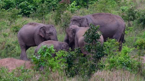 the asiatic elephants are endangered species and they are also residents of thailand