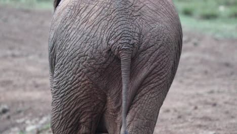 butt of an elephant with wrinkled skin and wagging tail