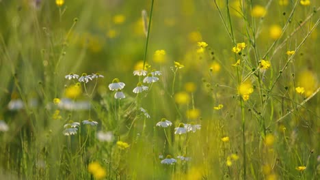 Static-closeup-shot-of-white-daisy-flowers-next-to-yellow-wildflowers,-serene-view