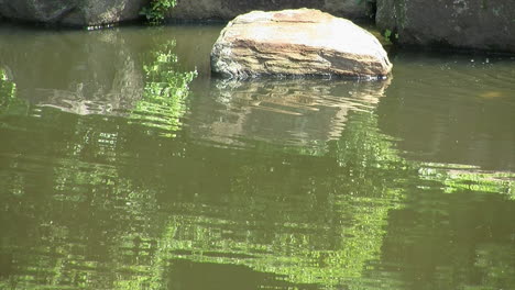 Decorative-rock-and-water-ripples-on-a-koi-pond-surface