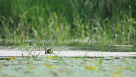 a spot-billed duck flaps and splashes in shallow pond water, cleaning its feathers and creating dynamic water bursts. perfect for wildlife behavior and nature action footage