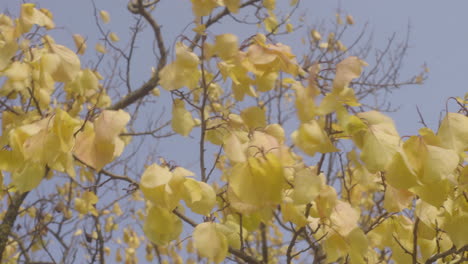 Branch-of-Yellow-fall-leaves-in-breeze-with-blue-clear-sky