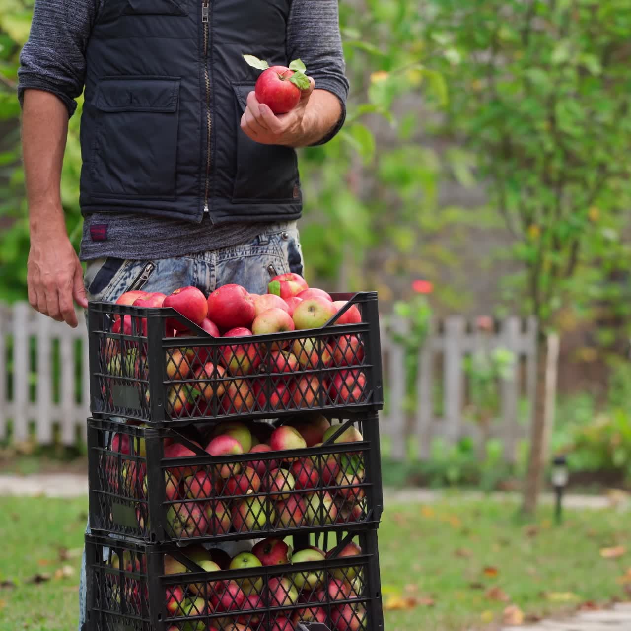 Man harvests apples. Fresh organic fruit in plastic drawers in the garden. Farmer carries delicious apples and makes a pile of boxes in autumn.