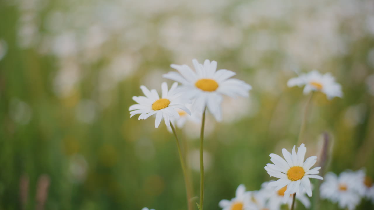 White flowering daisies in full bloom in a flower meadow.