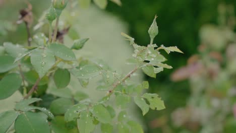 close up of fresh green leaves covered in delicate dewdrops, captured in a serene outdoor setting