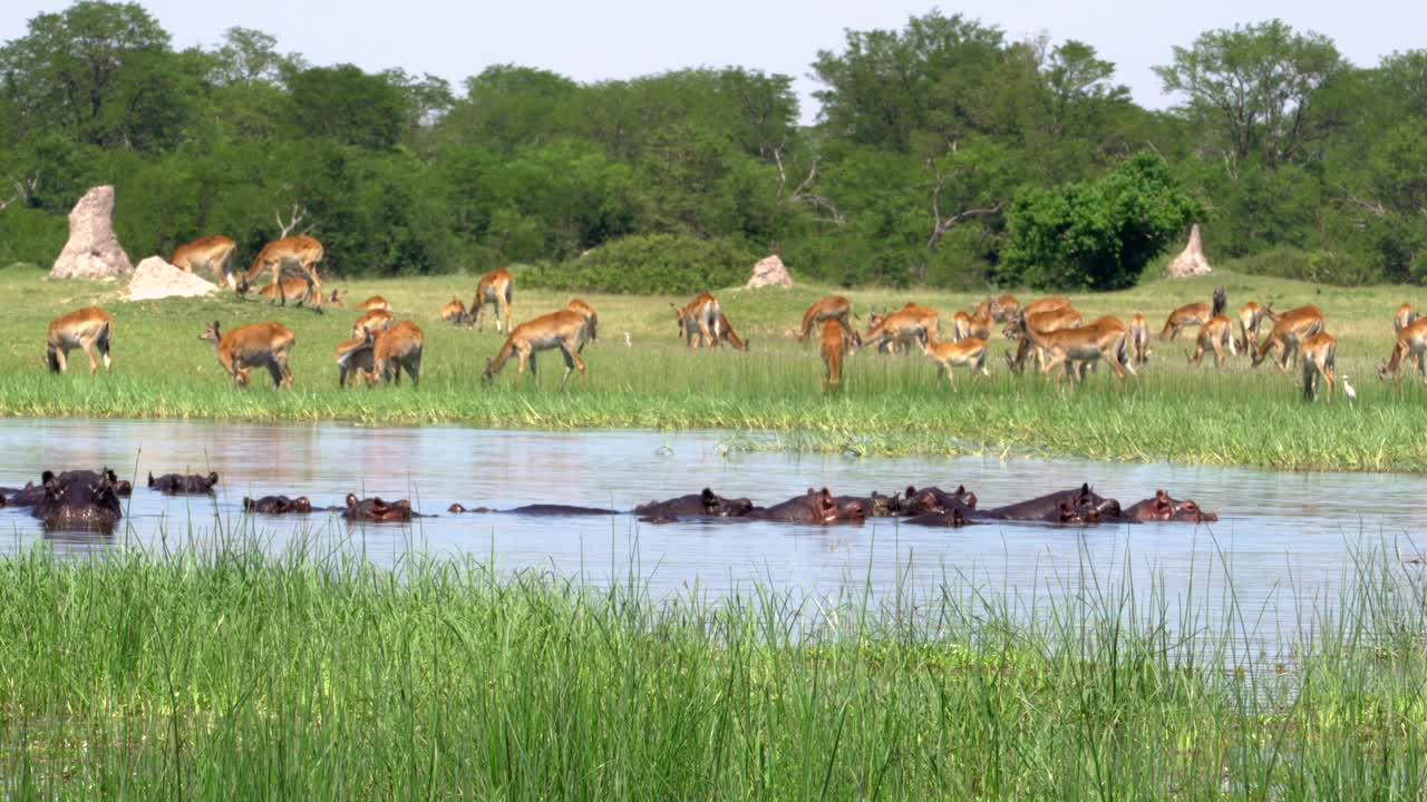 abundancia de vida en el delta del okavengo
