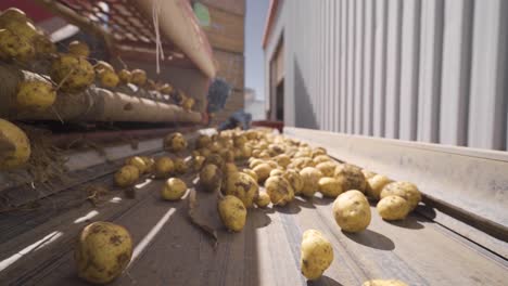 patatas cayendo y rodando en la cinta transportadora en cámara lenta.